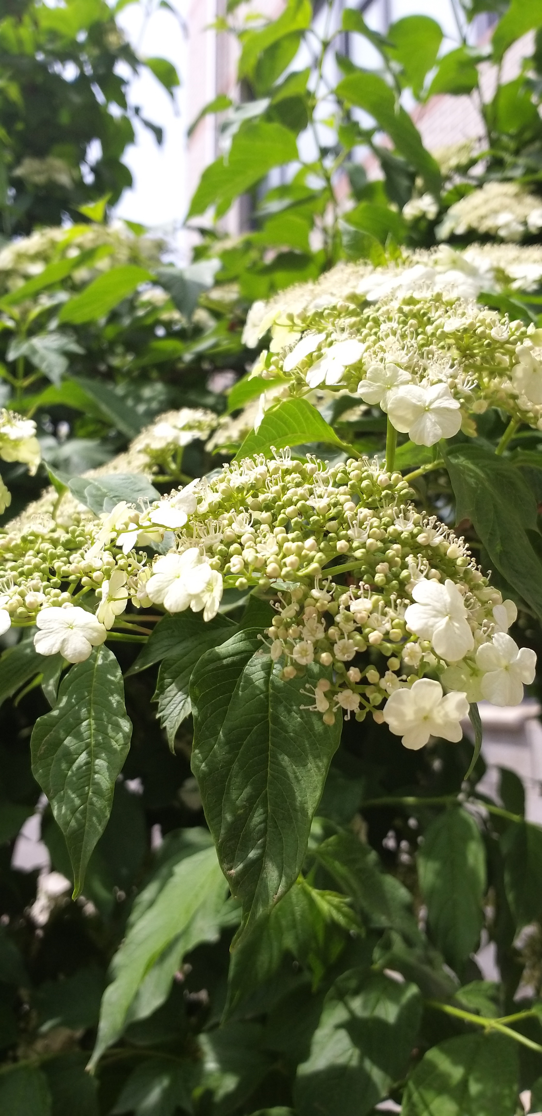 家乡的丁香花
